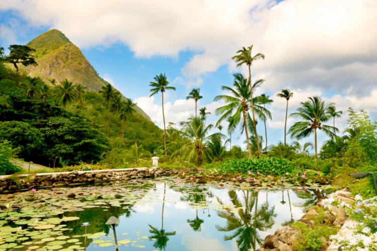 Tropical gardens